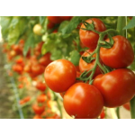 Seminte tomate Abellus F1 1000 sem