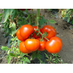 Seminte tomate Belfast F1 500 sem
