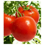Seminte tomate Cristal F1 5 GR