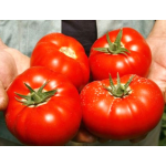 Seminte tomate Mahitos F1 1000 sem