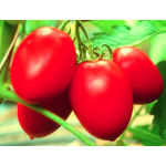 Seminte tomate prunisoara Colibri F1 1000 sem
