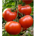 Seminte tomate Axiom F1 500 sem