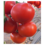 Seminte tomate Diagrama F1 500 sem