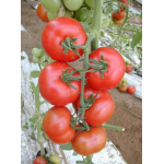 Seminte tomate Galina F1 500 sem