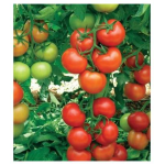 Seminte tomate Antalya RN F1 500 sem