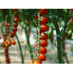 Seminte tomate Lipso F1 1000 sem