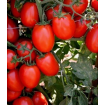 Seminte tomate extratimpurii Galilea F1 50 sem